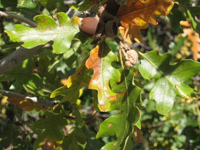 Acorns and Oaks Acorns and Oaks