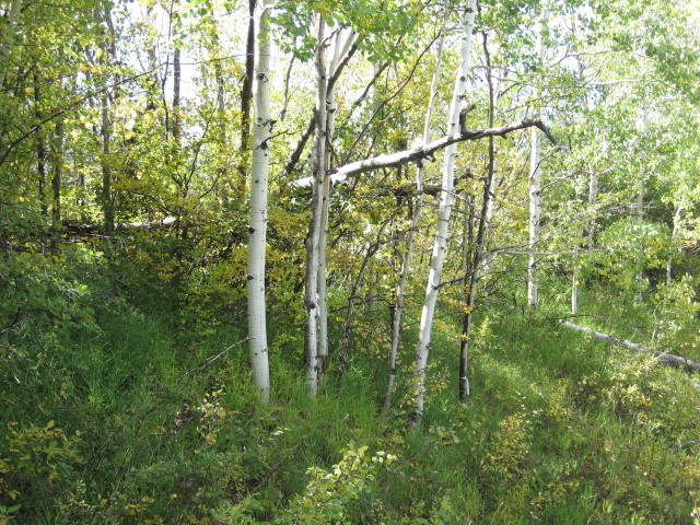 Forest Beauty Forest Beauty