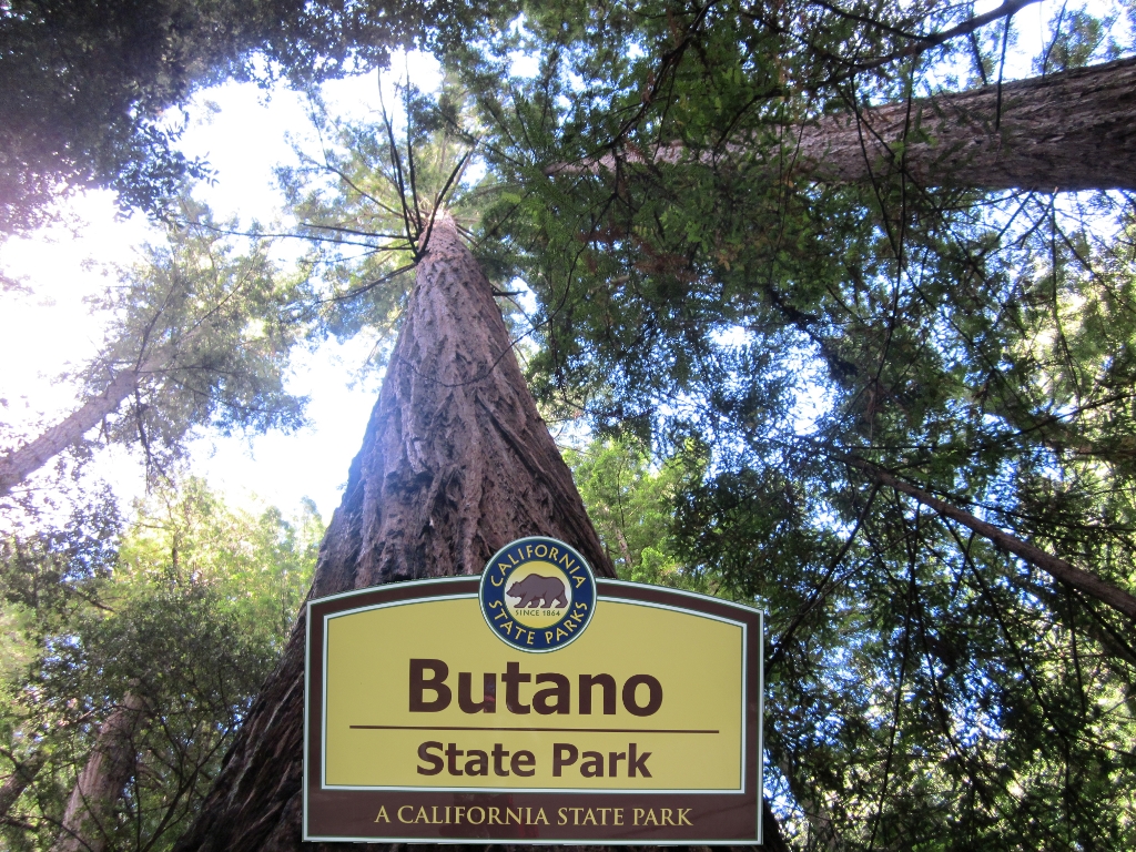 Butano Trees