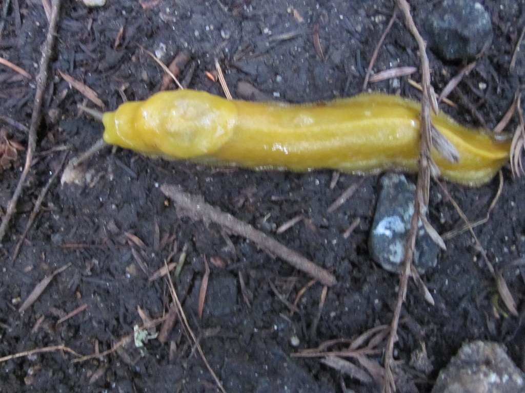 Banana Slug