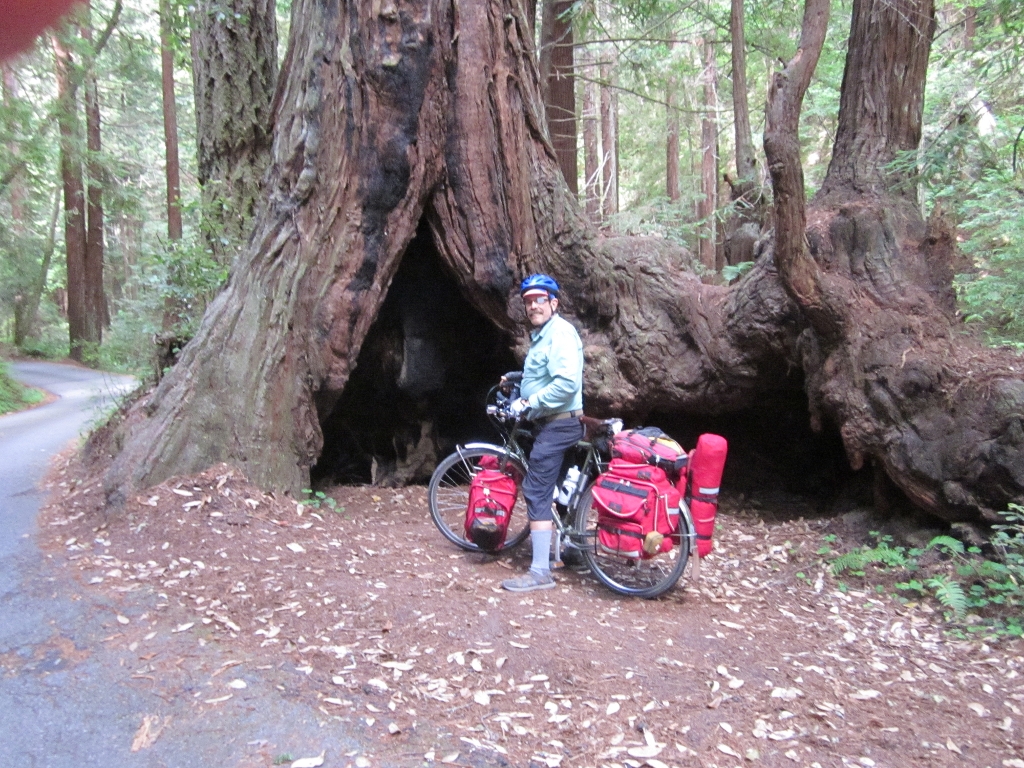 Base of giant redwood