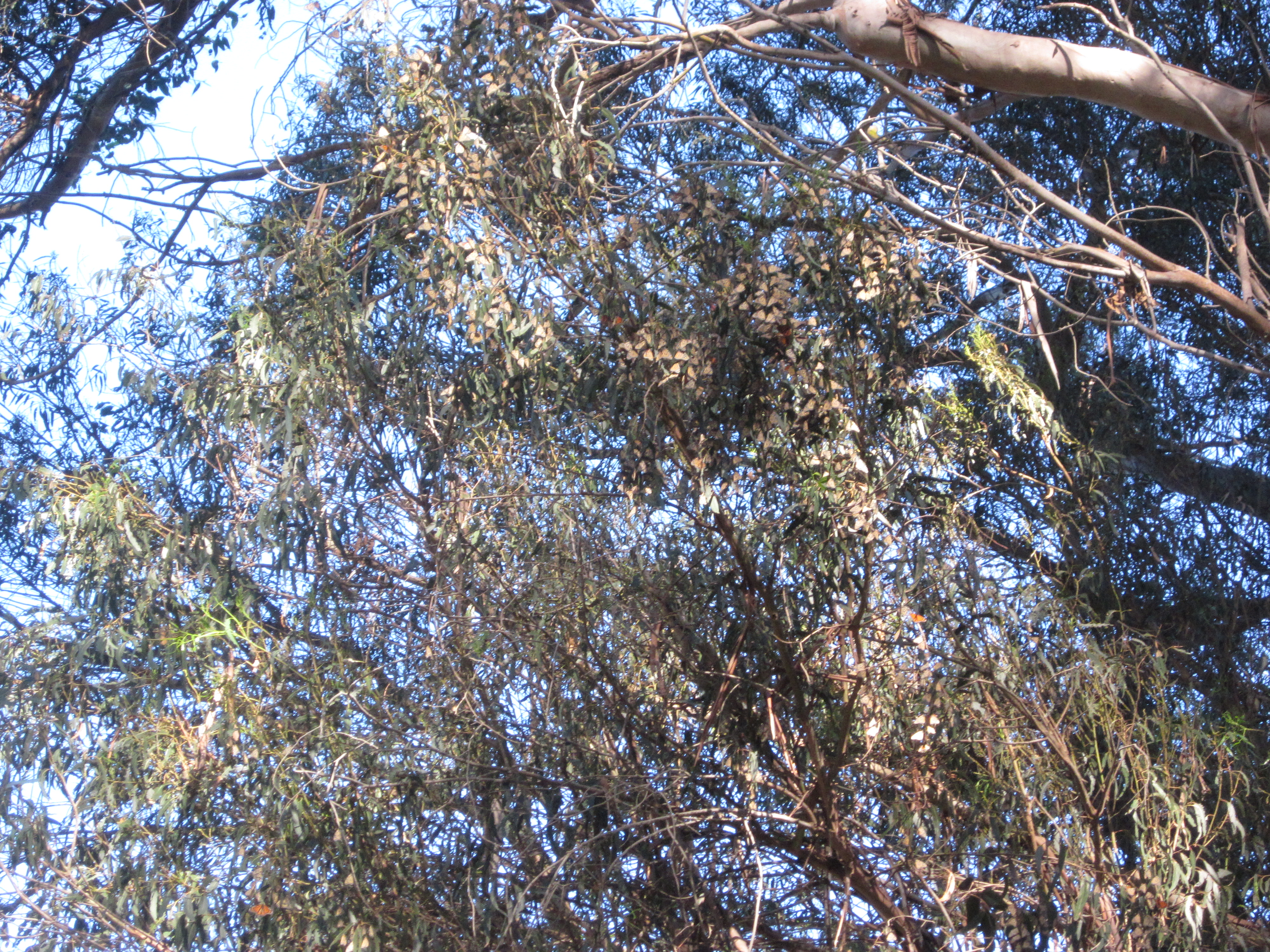 Monarch Butterflies in the Butterfly Grove near Pismo Beach.